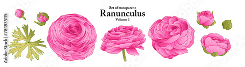 A series of isolated flower in cute hand drawn style. Ranunculus in vivid colors on transparent background. Drawing of floral elements for coloring book or fragrance design. Volume 3.
