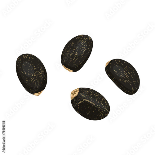 Vector illustration, Barbados nut or jatropha curcas, isolated on white background.