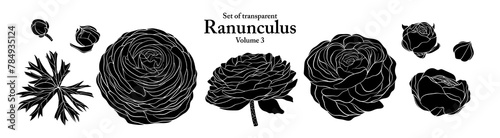 A series of isolated flower in cute hand drawn style. Silhouette Ranunculus on transparent background. Drawing of floral elements for coloring book or fragrance design. Volume 3.