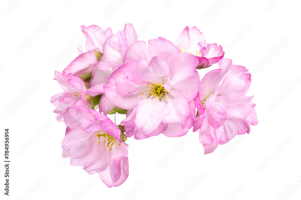 旭山桜 Cerasus serrulata ‘Asahiyama’ 旭山桜 Cerasus serrulata ‘Asahiyama’