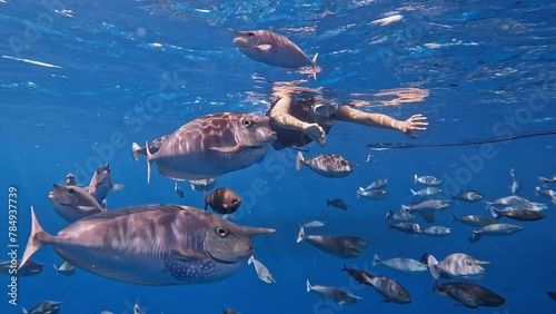 Man Snorkeling Among Unicorn fishes in Tropical Clear Water, Underwater Portrait photo
