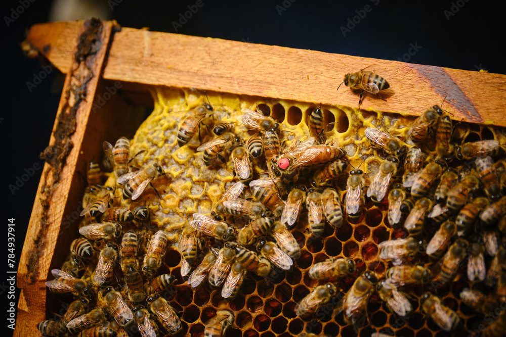 Close-up of bees in a hive with the queen marked for easy identification. Close-up of bees in a hive with the queen marked for easy identification.