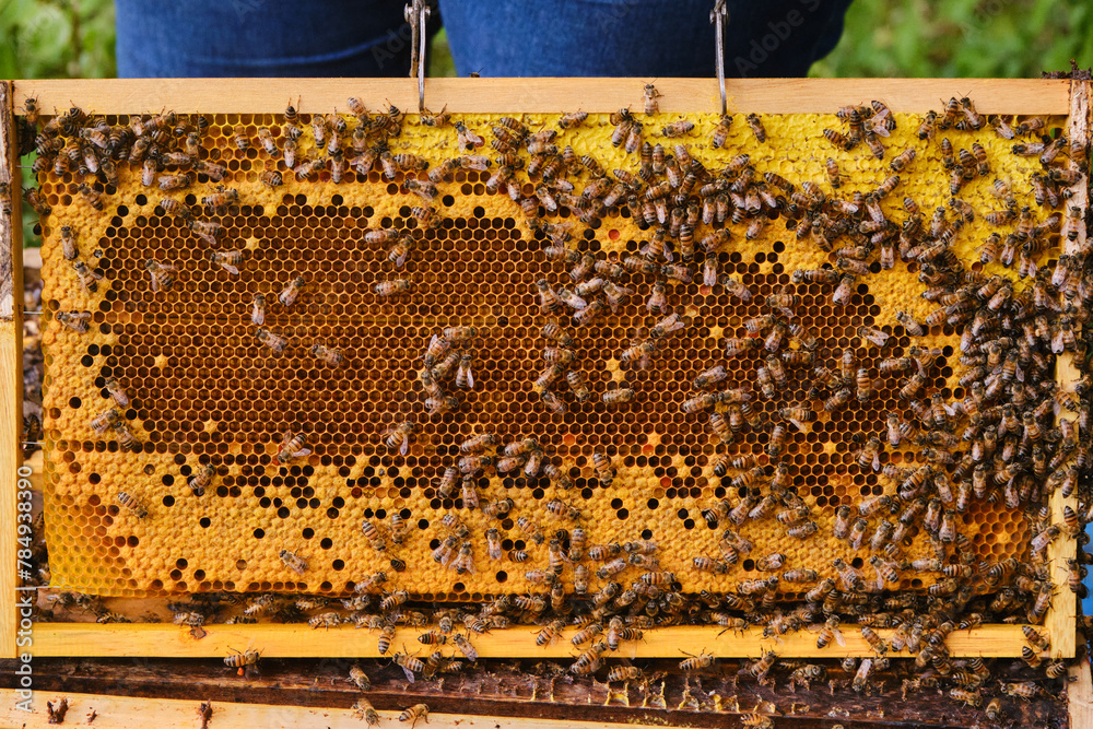 Close-up front view of hive frame with sealed worker brood chambers and bees on top. Close-up front view of hive frame with sealed worker brood chambers and bees on top.