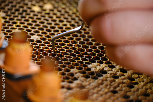 extraction of larvae from honeycomb for transfer to artificial queen rearing chambers. honey bee larvae for queen grafting