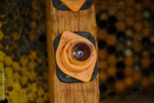 Foto close-up shoot of honey bee larvae for queen grafting in artificial queen rearing chambers
