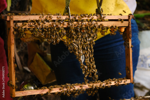 cluster of bees in a frame with artificial queen bee brood chambers.