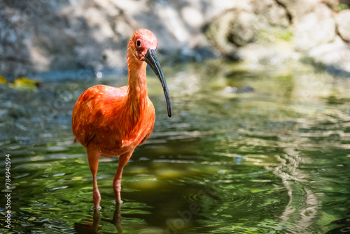 Vibrant Scarlet Ibis in Tropical Wetlands: Exotic Birdwatching Moment