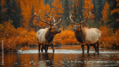 Elk Crossing a Shallow Stream, Displaying Grace and Adaptability to Different Terrains.