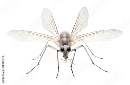 PNG Gnat invertebrate mosquito asilidae photo