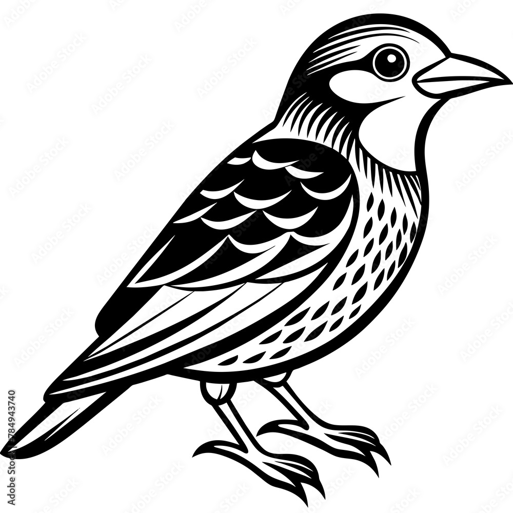 Bird vector illustration.
Bird vector illustration.