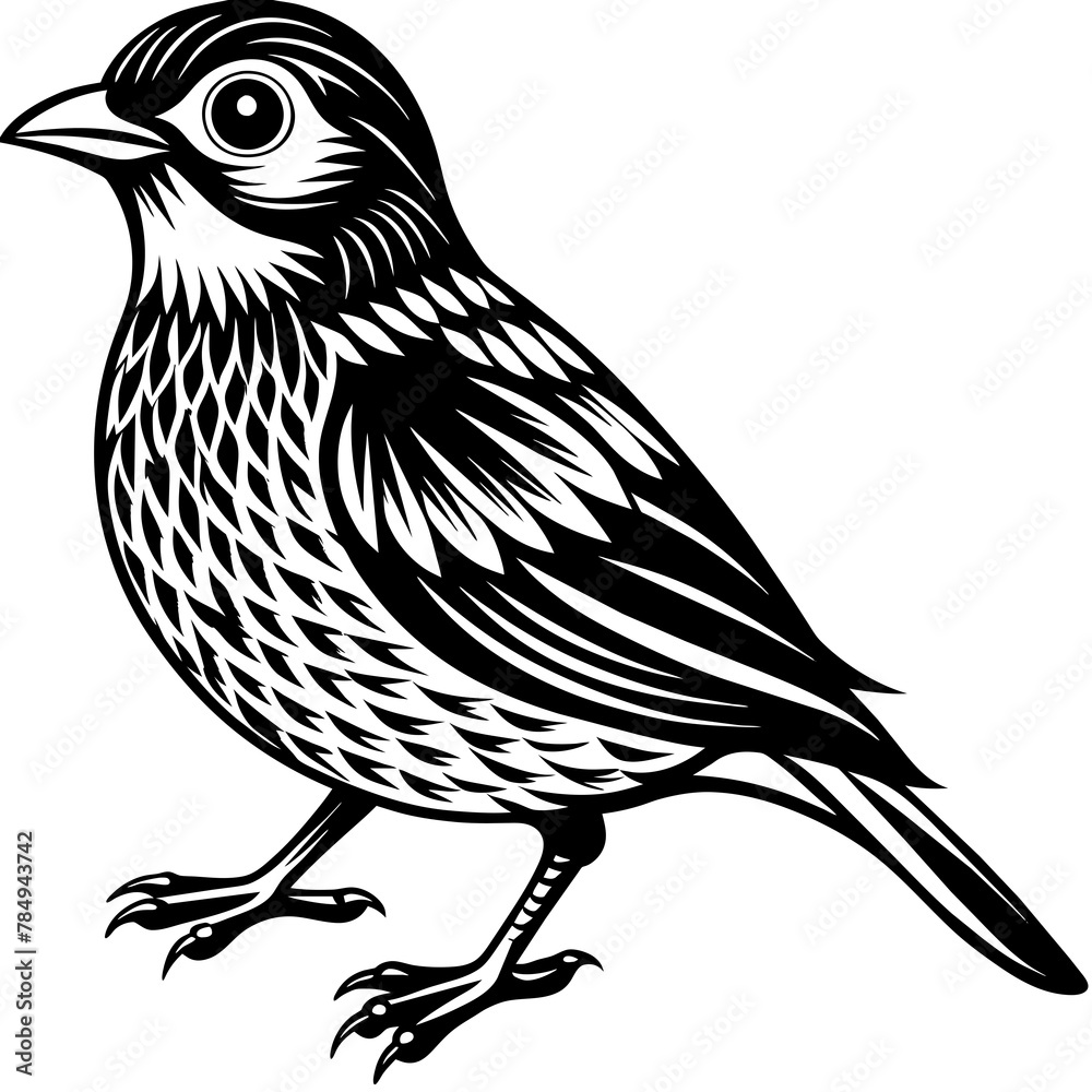 Obraz premium Bird vector illustration. 