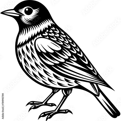  Bird vector illustration. 