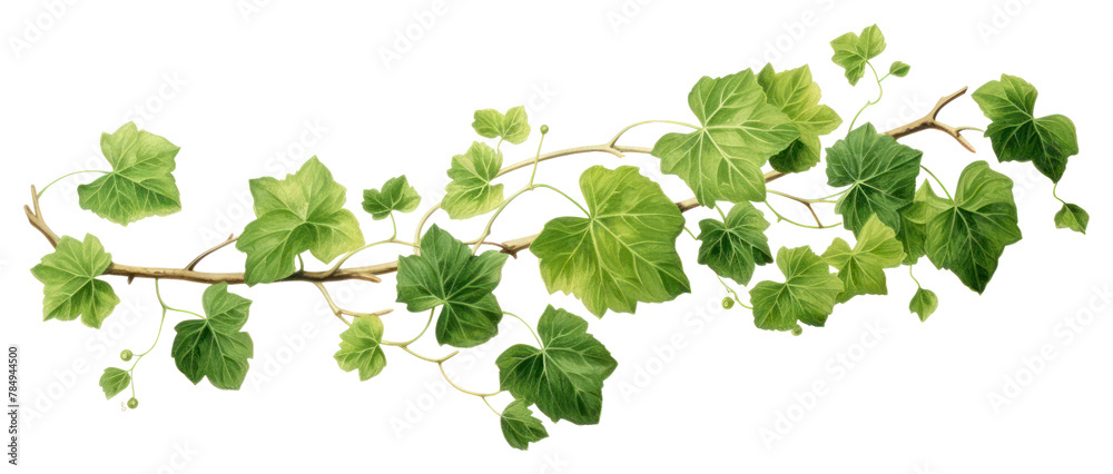 PNG Vine plant leaf ivy transparent background PNG Vine plant leaf ivy transparent background