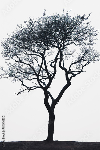 A tree is depicted in black and white  with no leaves or branches