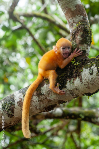 "Lutung" aka Trachypithecus cristatus Exotic Primate from the Island of Borneo © abdul gapur dayak