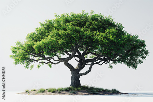 A large tree is standing alone on a white background