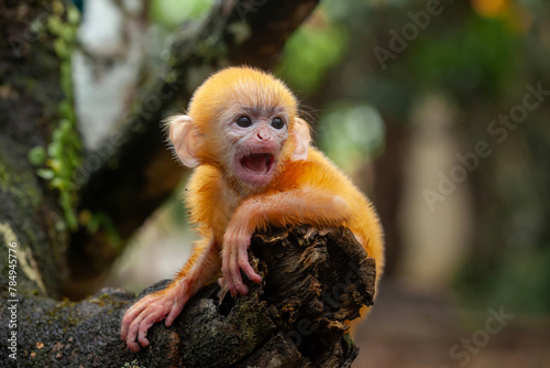 "Lutung" aka Trachypithecus cristatus Exotic Primate from the Island of Borneo