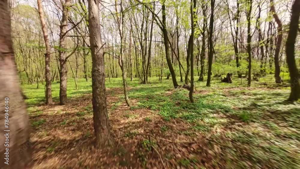 Low flight through the green branches in a deciduous forest - FPV drone clip with the sun shining through the trees. (4K)