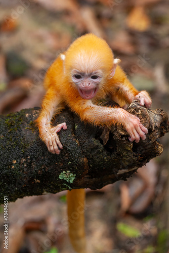 Baby "Lutung" Exotic Primate from the Borneo Island