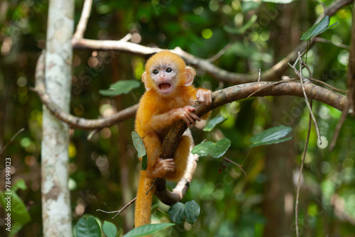 Baby  Lutung   Exotic Primate from the Borneo Island