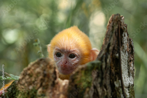 Baby "Lutung" Exotic Primate from the Borneo Island