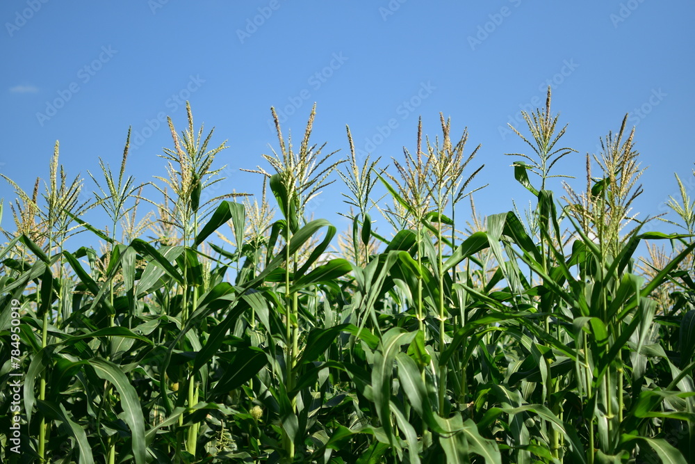 Corn field with blue sky
