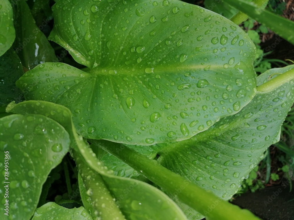 水玉 水玉