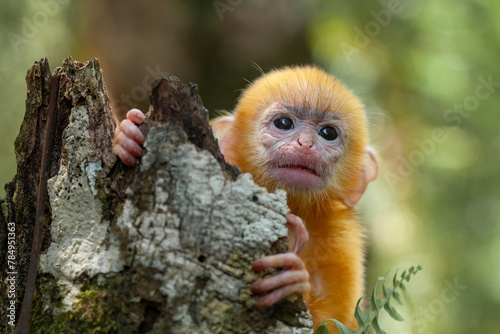 Baby "Lutung" Exotic Primate from the Borneo Island