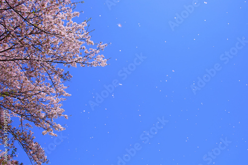 ソメイヨシノの桜吹雪