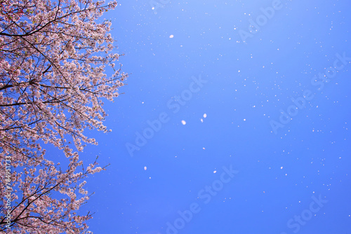 ソメイヨシノの桜吹雪