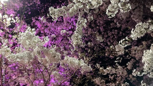 It's Somei Yoshino blooming at night in Tokyo.