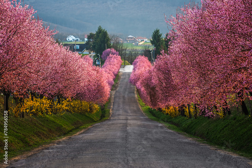 Berkenye, Hungary - Blooming pink wild plum trees along the road in the village of Berkenye on a sunny spring afternoon with warm sunlight