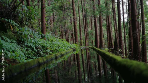 Scenic landscape in tropical forest, green plants, trees and levada with reflection. Water canal in rainforest with beautiful nature. Summer travel concept. Madeira island photo