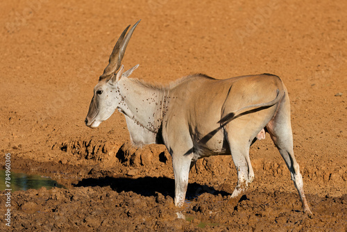 A male eland antelope (Tragelaphus oryx) drinking at a muddy waterhole, Mokala National Park, South Africa.