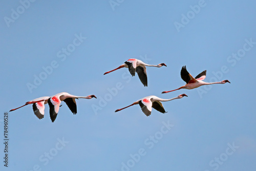 Lesser flamingo s(Phoenicopterus minor) in flight with open wings, South Africa.