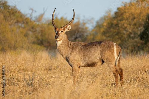 A male waterbuck antelope  Kobus ellipsiprymnus  in natural habitat  Kruger National Park  South Africa.