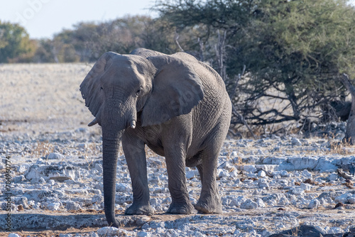 Telephoto shot of one African Elephant -Loxodonta Africana- approaching a waterhole in Etosha National Park  Namibia.