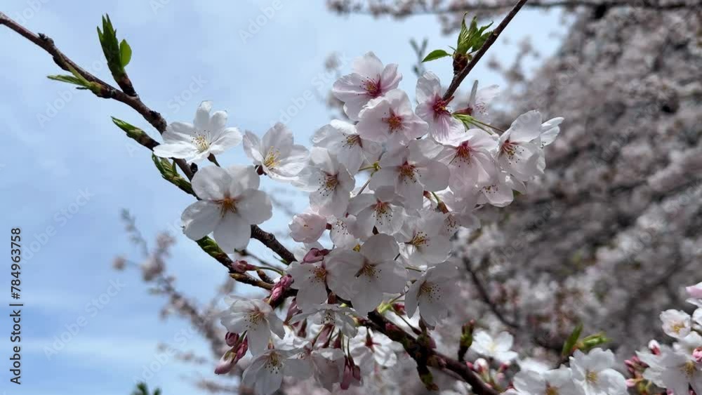 Closeup shot at sakura tree petals cherry blossom with blue skyline autumn japan Closeup shot at sakura tree petals cherry blossom with blue skyline autumn japan
