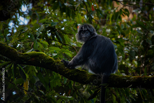 The javan langur or javan lutung Trachypithecus auratus, climbing forest tree, resting and eat leaves, with natural bokeh background 