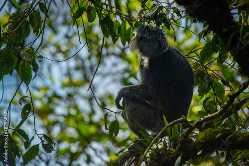 The javan langur or javan lutung Trachypithecus auratus, climbing forest tree, resting and eat leaves, with natural bokeh background 