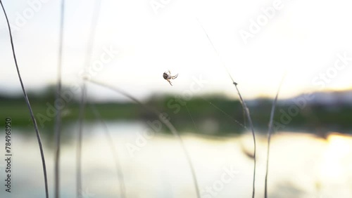spider while building its web on some reeds at the edge of a lake. 4k video. animal from the arachnid category. Close up macro shot of a European garden spider (cross spider, Araneus diadematus). photo