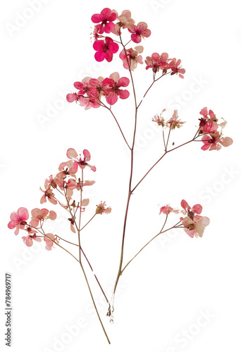 PNG  Real Pressed a gypsophila flower blossom plant