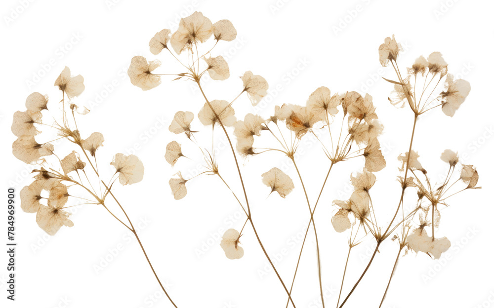 PNG Real Pressed a gypsophila flower backgrounds plant PNG Real Pressed a gypsophila flower backgrounds plant