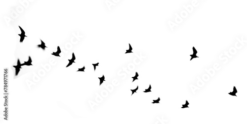 PNG Bird shadow effect, transparent background