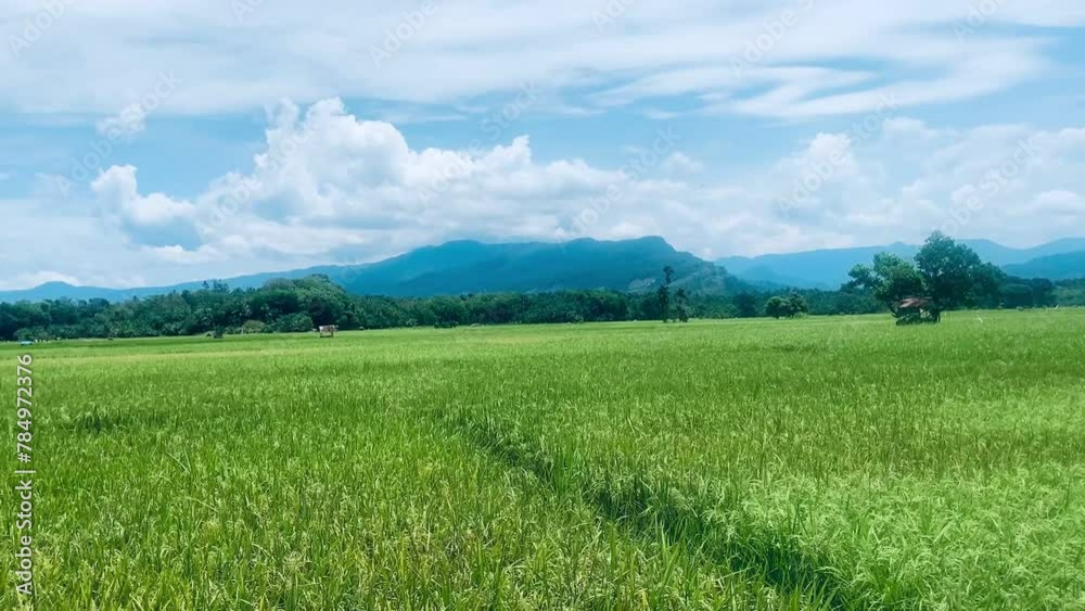 view of expansive rice plants with a bright blue sky view of expansive rice plants with a bright blue sky