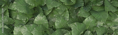 ultra wide green leaf background 3d rendering illustration
