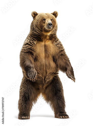 Standing brown bear isolated on white background