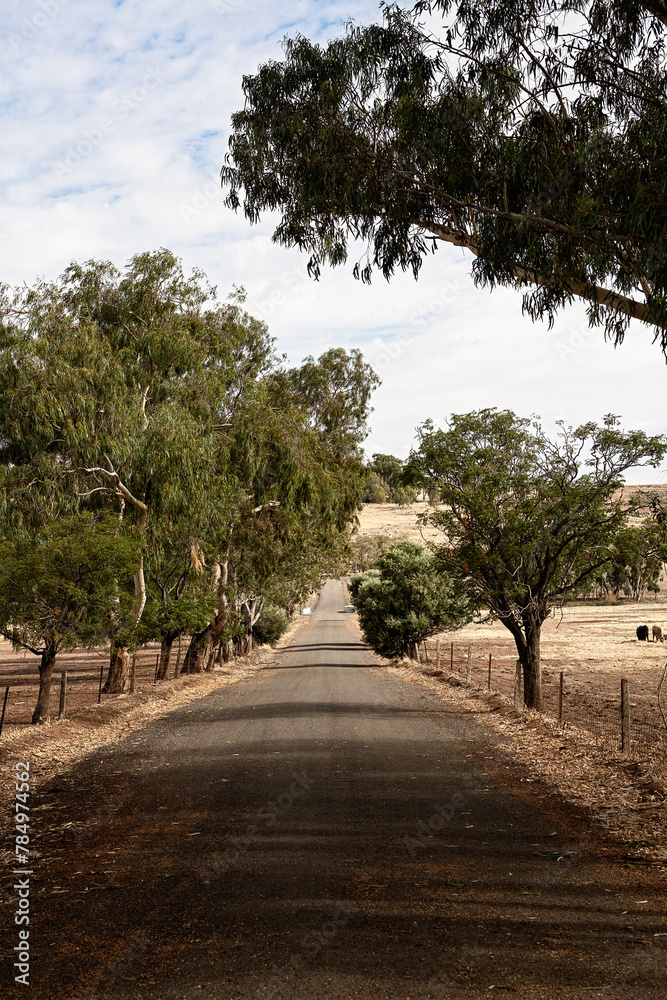 Vertical view along a country road with trees Vertical view along a country road with trees