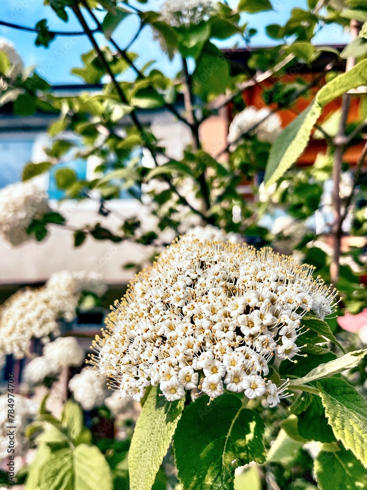 Spiraea latifolia, commonly known as broadleaf meadowsweet, is a shrub in the family Rosaceae. It has often been treated as a variety of Spiraea alba (white or narrowleaf meadowsweet).