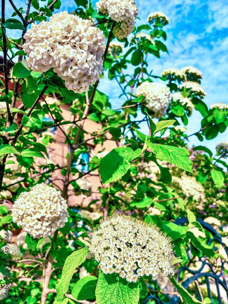 Spiraea latifolia, commonly known as broadleaf meadowsweet, is a shrub in the family Rosaceae. It has often been treated as a variety of Spiraea alba (white or narrowleaf meadowsweet).